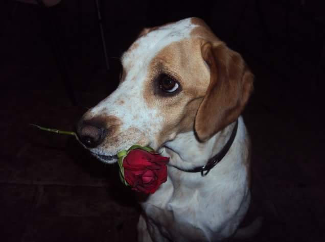 Bona diada, esteverourencs!