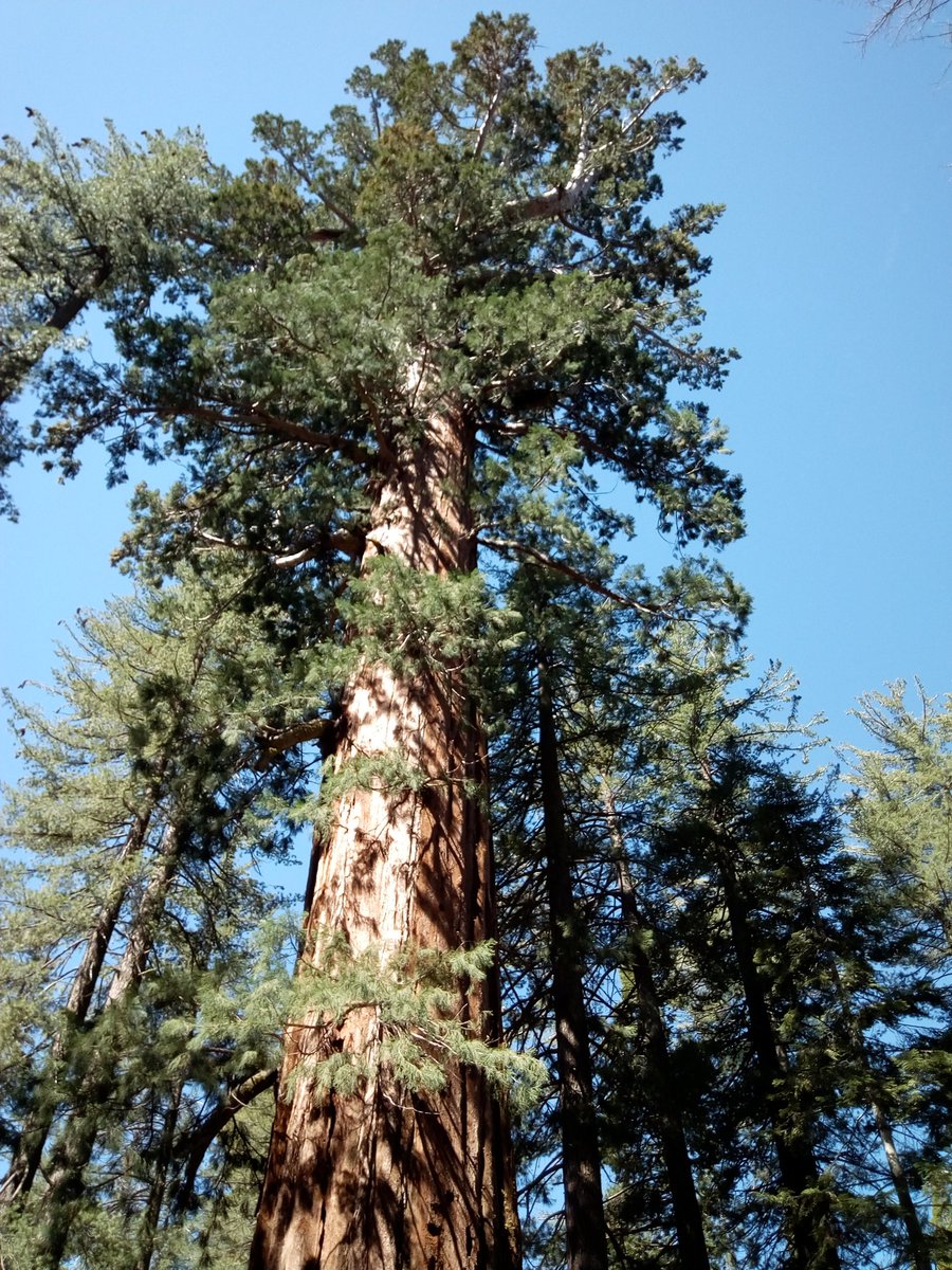 natpackertravel's tweet photo. The giant #sequoia trees, which I have finally ticked off my list! Thanks @extranomical for this stop on the tour! #USpacker https://t.co/0ihcJgu54L
