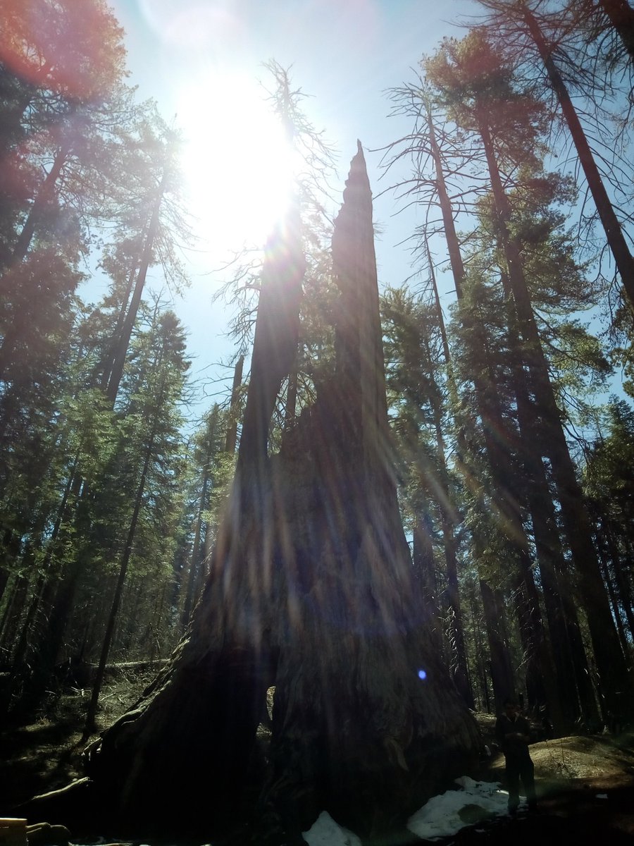 natpackertravel's tweet photo. The giant #sequoia trees, which I have finally ticked off my list! Thanks @extranomical for this stop on the tour! #USpacker https://t.co/0ihcJgu54L