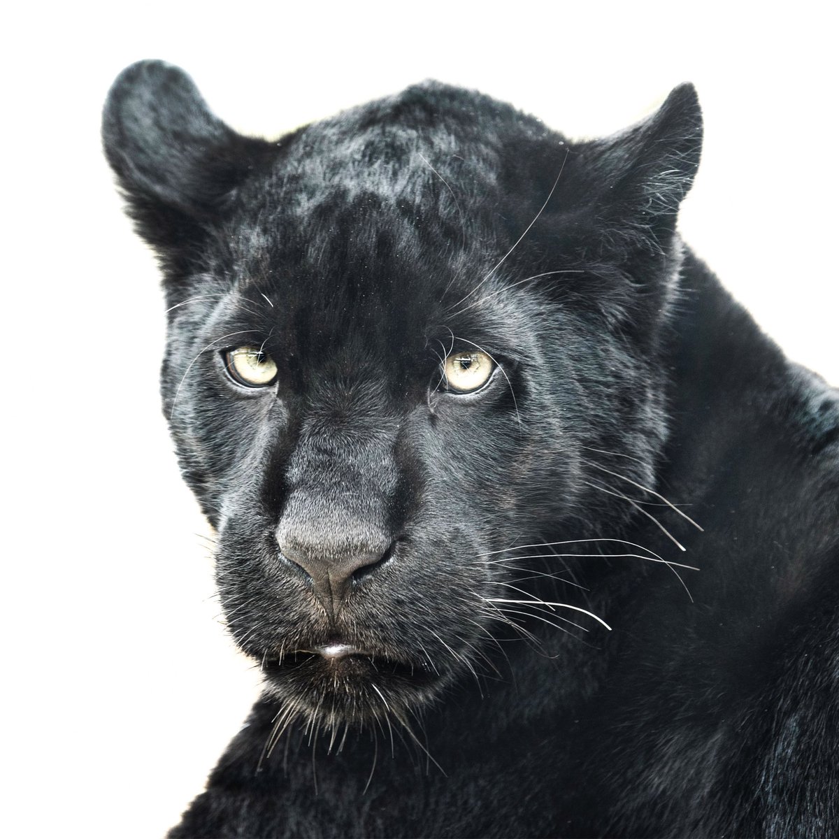 Maya the jaguar
