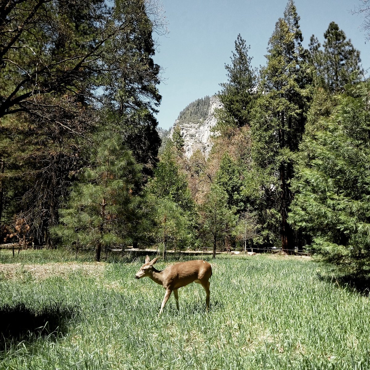 natpackertravel's tweet photo. Before getting picked up by @extranomical I managed a few walks near #HalfDomeVillage and then look at the gorgeous girl that showed up at the camp @YosemiteNPS #USpacker https://t.co/GRI5C51zvY