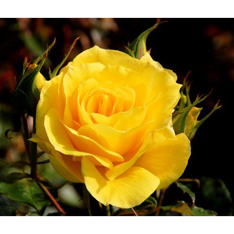 Groc és escalf. #llibertatpresospolitic