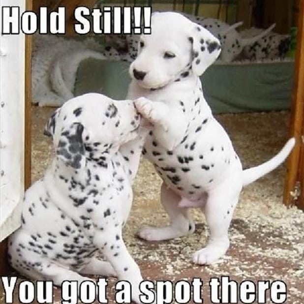 mumsdelight's tweet photo. We couldn't resist this one to kick start our Dalmatian Week and of course, our Monday morning. Hopefully this will make it just that little bit more brighter.. https://t.co/RNaNU4IC45
