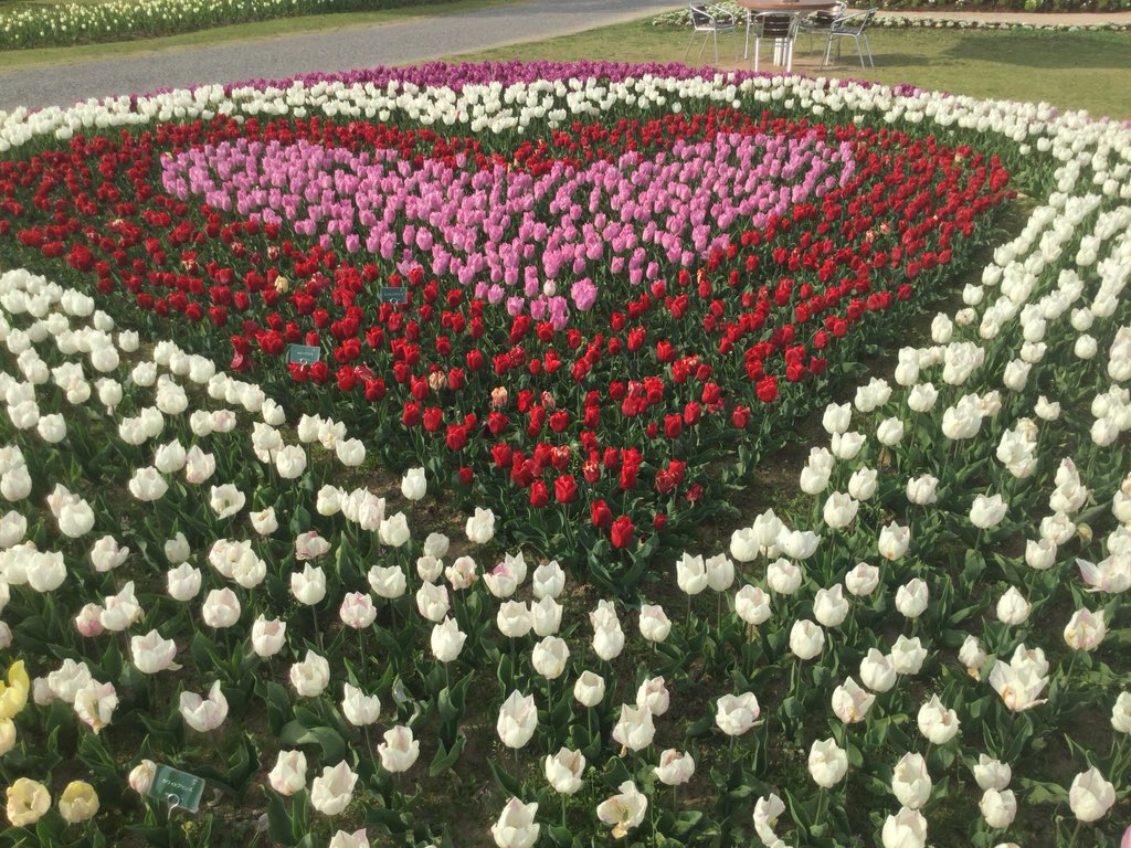 Hayatto4649's tweet photo. チュウリップ祭り 🌷 https://t.co/vXpBUvB27l