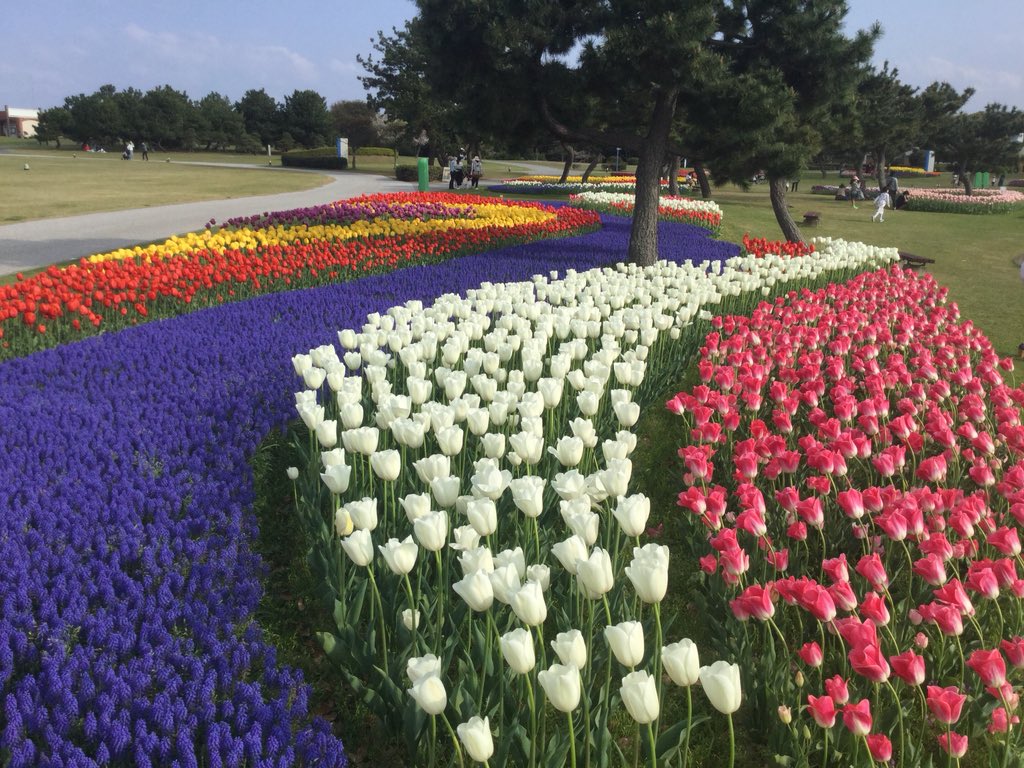 Hayatto4649's tweet photo. チュウリップ祭り 🌷 https://t.co/vXpBUvB27l