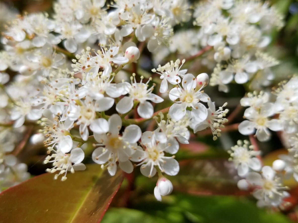 Twitter पर Couture Garden 普通生垣のレッドロビンは年に数回刈り込みをしますので花芽ができても花が咲く前に刈られてしまい 花 が咲くことはあまりないんですよね ところがなんとうことでしょう ほったらかしの我が家の生垣は白い花が満開でございます