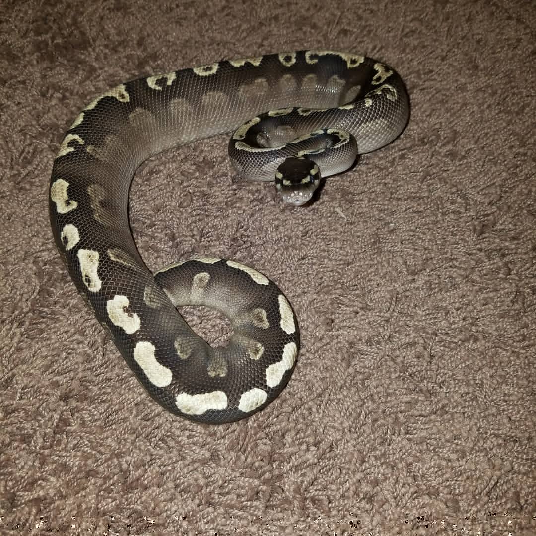 MidExoPets's tweet image. 