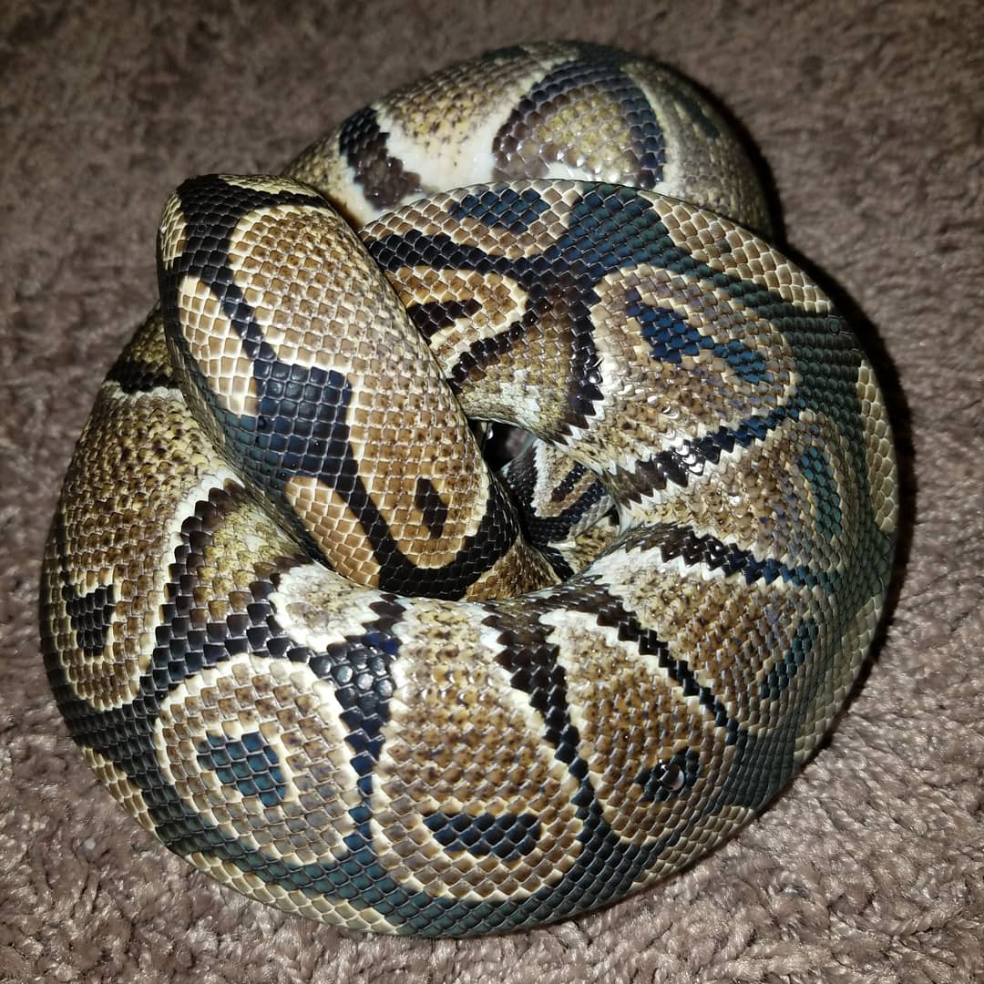 MidExoPets's tweet image. 