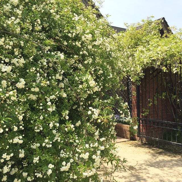 松阪農業公園ベルファーム Auf Twitter イングリッシュガーデン入口のモッコウバラが見頃を迎えています 今だけの景色 香りをお楽しみください ベルファーム イングリッシュガーデン 松阪 モッコウバラ モッコウバラアーチ バラ見頃 香り T Co 松阪農業公園ベルファーム Auf Twitter イングリッシュガーデン入口のモッコウバラが見頃を迎えています 今だけの景色 香りをお楽しみください ベルファーム イングリッシュガーデン 松阪 モッコウバラ モッコウバラアーチ バラ見頃 香り T Co