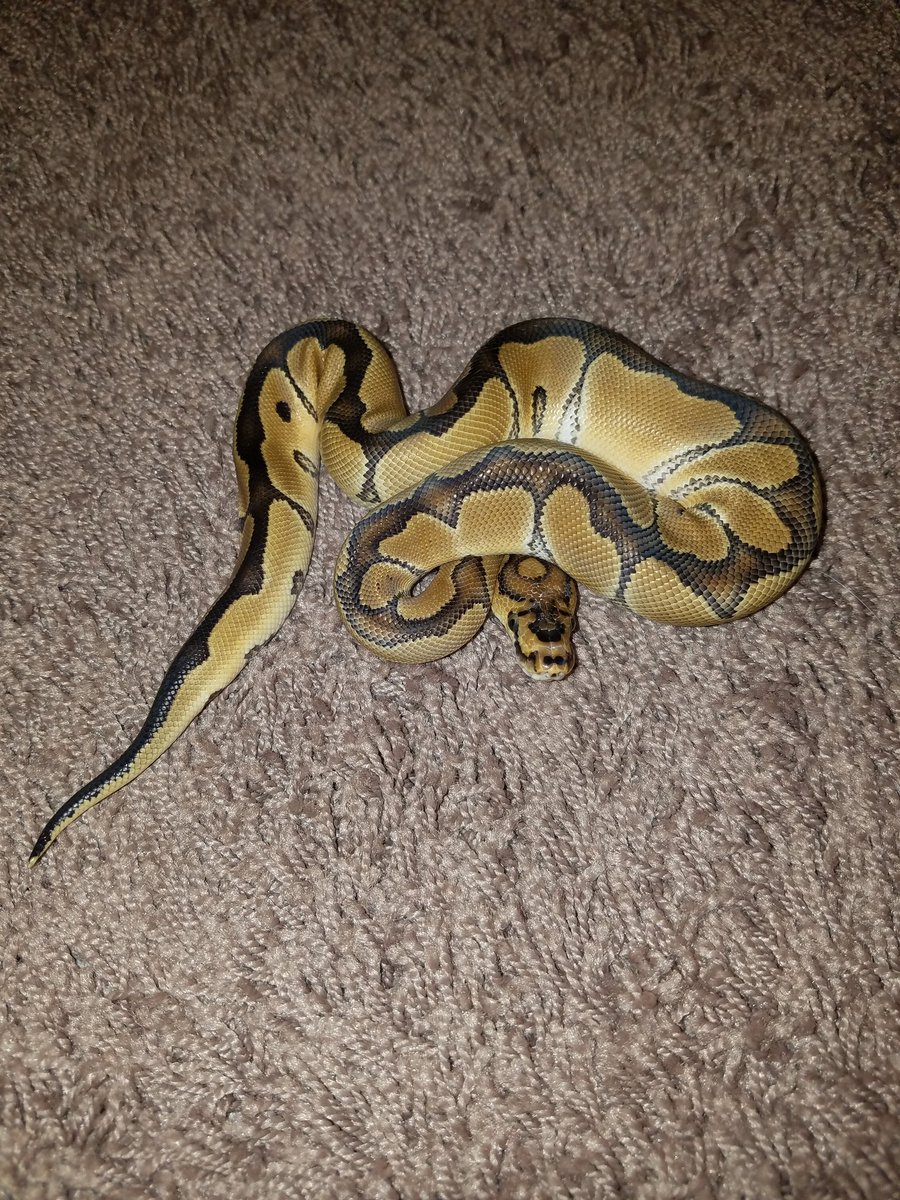 MidExoPets's tweet image. 