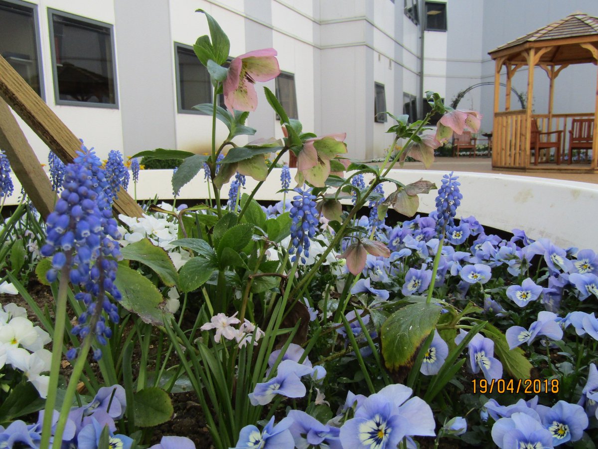 Attended the first #dementia #garden again on Friday.  Seeing the colours alongside patients and family's enjoyment was brilliant to see.  Everyone involved, huge #teameffort and much #pride.   <a href="/HodbyFran/">Fran Hodby</a> <a href="/jgreendementia/">Julie Green</a> <a href="/TamaeIso/">Tamae Isomura</a> <a href="/elmarieswanepo5/">Elmarie Swanepoel</a> <a href="/NickAlston_cm1/">Nick Alston CBE DL</a> @mehtcharity
