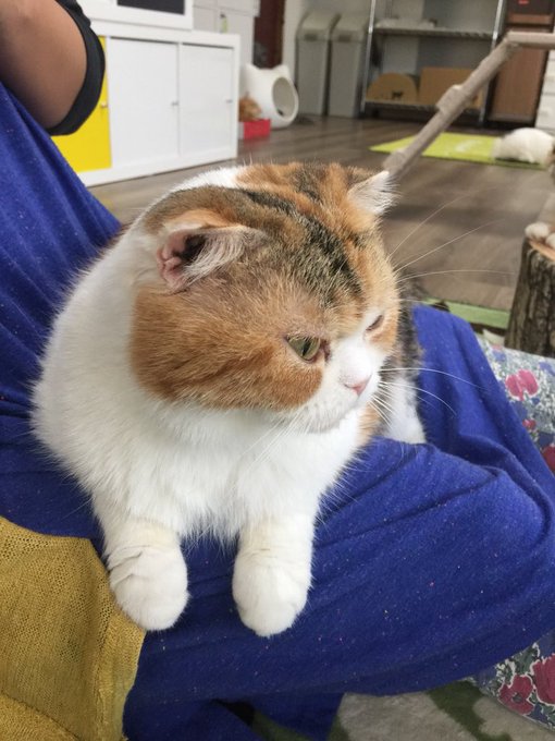 埼玉県大宮のおすすめ猫カフェ 人気店の口コミや値段についても紹介 旅go タビ ゴー