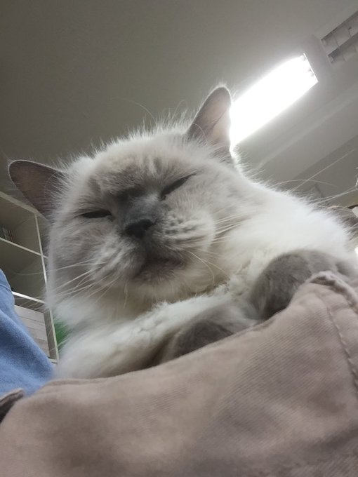埼玉県大宮のおすすめ猫カフェ 人気店の口コミや値段についても紹介 旅go タビ ゴー