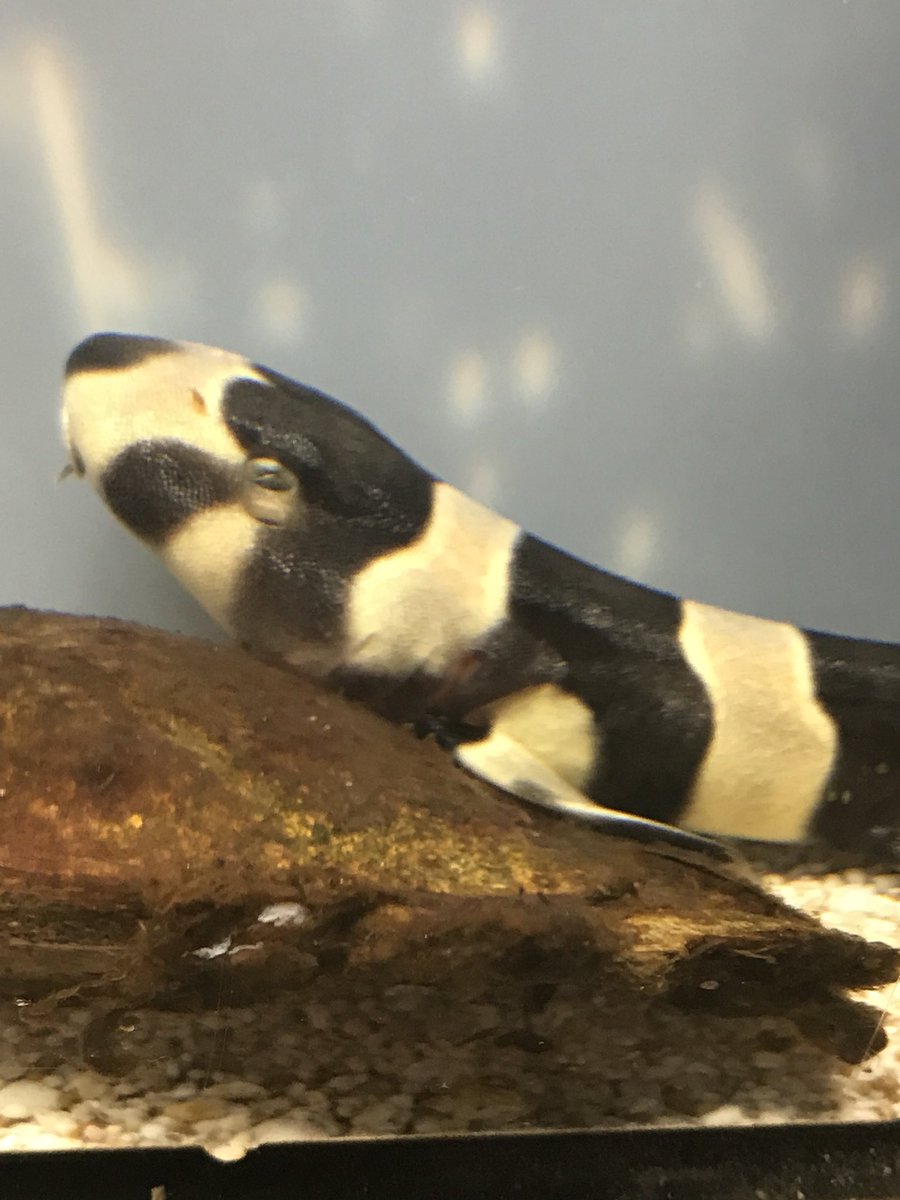 O Xrhsths ヨコハマおもしろ水族館 赤ちゃん水族館 Sto Twitter イヌザメの卵が孵化しました 元気に育ってくれるといいな 水族館 Aquarium イヌザメ 孵化