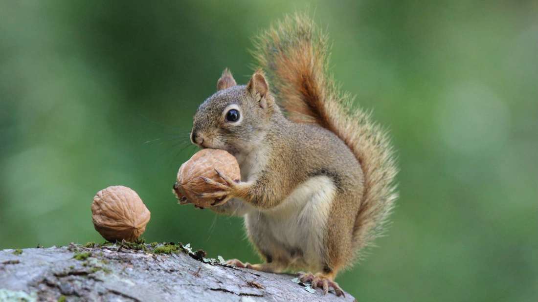 SodaInvest's tweet photo. This little guy is saving for his future, are you? 🐿️ The Soda20 index fund can help you start to build a healthy crypto portfolio today!

#cryptocurrency #investing #cryptolife #bitcoin #ethereum #hodl #HODLgang https://t.co/WMbsVFnkfY
