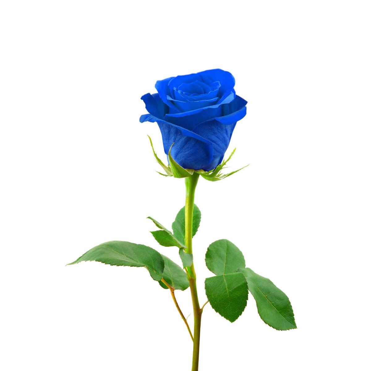 Bon dia i bona diada rourencs i tabarnius, heu cumprat ya la rosa ufisial del partit mes popular de España? No asperis mes i ragala alagría a las mes guapas da casa.