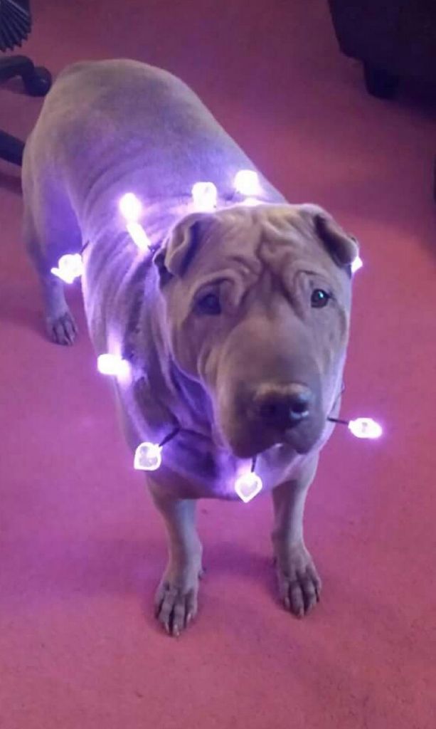 StudioCourtenay's tweet photo. We love Oscar the Shar-Pei's fairy light costume! Keep those #trendypets entries coming!! https://t.co/MFUF7hV3gv #pets #dogs #dogsdressedup https://t.co/wbTI3GtxCQ