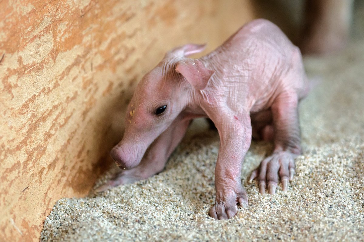 Je to tady! Včera vpodvečer se v Zoo Praha narodilo dlouho očekávané mládě hrabáče kapského. bit.ly/hrabacek