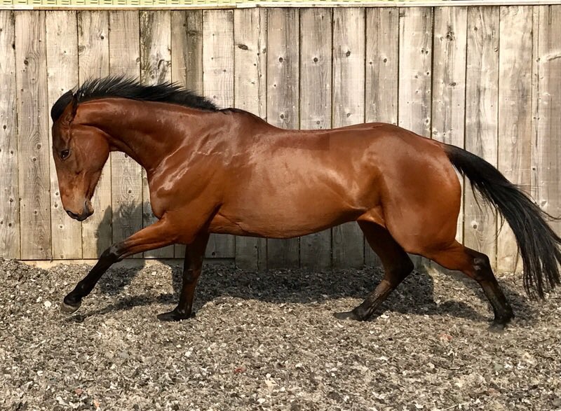 MountRacingNews's tweet photo. Race Day today as Champagne To Go looks to take another step forward for us and @RebeccaEMenzies when she lines up at @HexhamRaces with @nathanmoscrop in the saddle. #GoChampers #GetInvolved https://t.co/P0dNEhdoNU