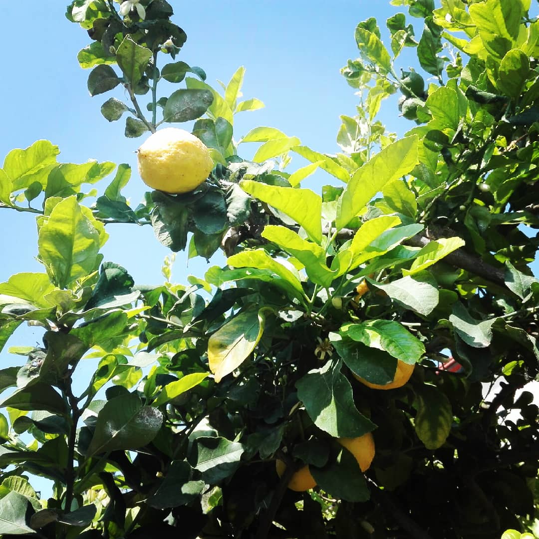 TrapaniUfficio's tweet photo. Raccogliamo ciรฒ che la natura ci offre per preparare #granita o #limoncello ? #limone #lemon #lemontree #agrumidisicilia #bio #nature #spring2018 #sunnyday #bluesky #primavera #springmonday #trapani rapani #westsicily #visittrapani #visitsicily #tryourbest #tourismdestination https://t.co/DmcMYQaed6