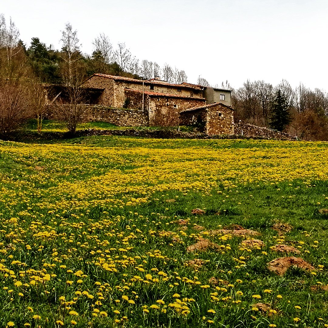 eperapi's tweet photo. No tenen prou gent per tallar totes les flors grogues. #afarenys #colorgroc #groc #santjordi #santjordi2018 #llibertatexpressió #llibertatpresospolítics #flors #florsgrogues https://t.co/TRqxu6nlxb