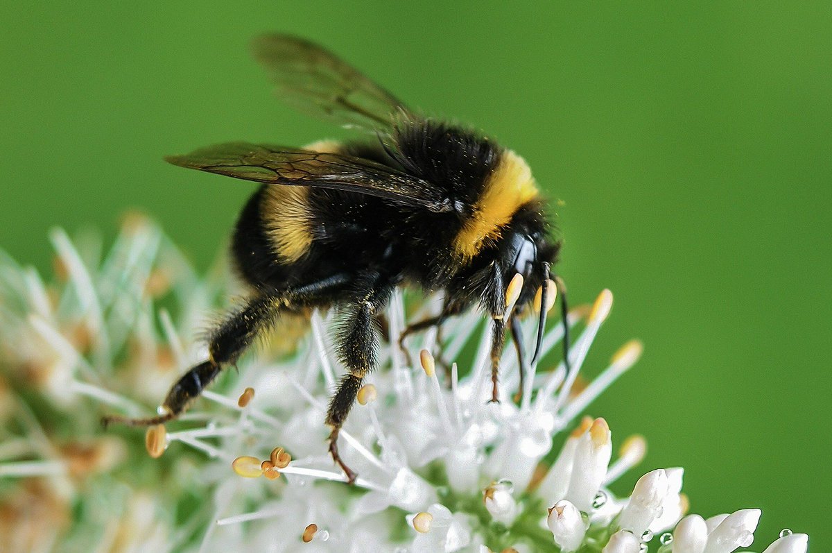SyngentaTurfUK's tweet photo. #OperationPollinator has already created a real buzz among #greenkeepers, #clubmanagers and players alike. 
This is your chance to make a difference for #BumbleBees. It's easy and it's free.
>> https://t.co/pSnbdKW5tU https://t.co/3QKQTL7R9S