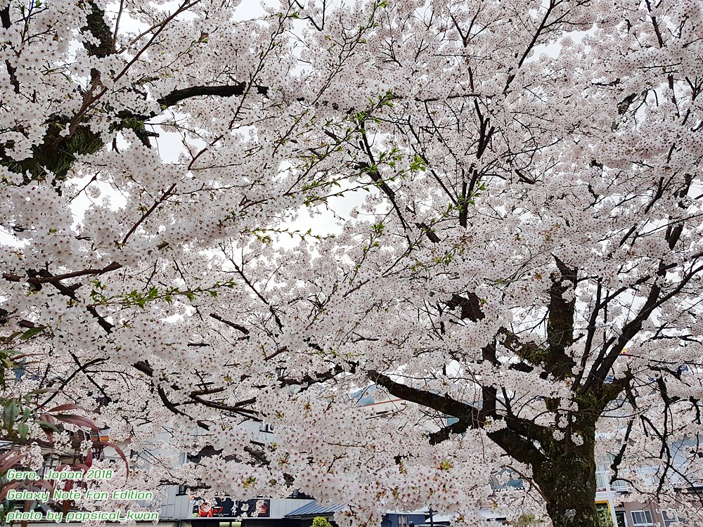 Popsical_Kwan's tweet photo. จบเซ็ทจากเมือง Gero ยังมีโอซาก้า เกียวโต แล้วก็นาโกย่านะ #GalaxyNoteFanEdition #cherryblossom https://t.co/iIl5Y2SIhX