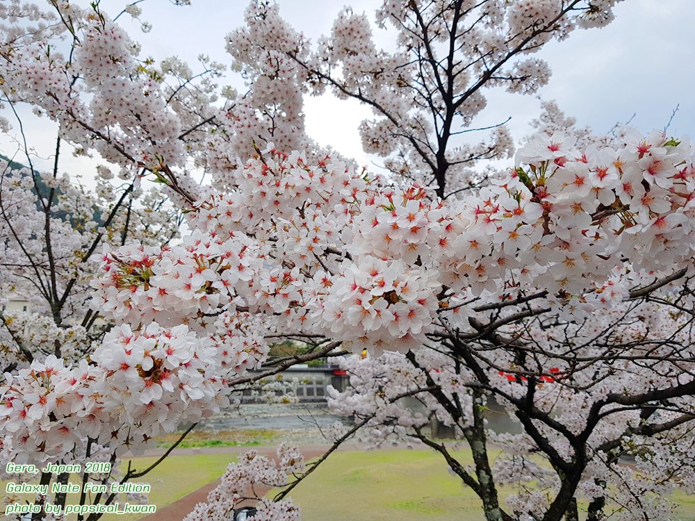 Popsical_Kwan's tweet photo. จบเซ็ทจากเมือง Gero ยังมีโอซาก้า เกียวโต แล้วก็นาโกย่านะ #GalaxyNoteFanEdition #cherryblossom https://t.co/iIl5Y2SIhX