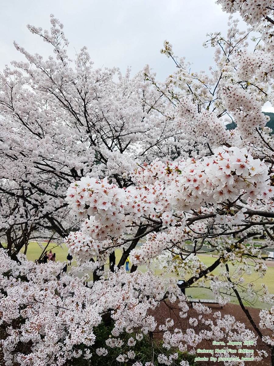 Popsical_Kwan's tweet photo. พอปรับสีแล้วมีความหวานขึ้นนิดนึงแฮะ แต่ดูในคอมพ์กับดูในมือถือสีต่างกันเยอะอยู่นะ 😂 #GalaxyNoteFanEdition #cherryblossom https://t.co/kvxYlw9b4g