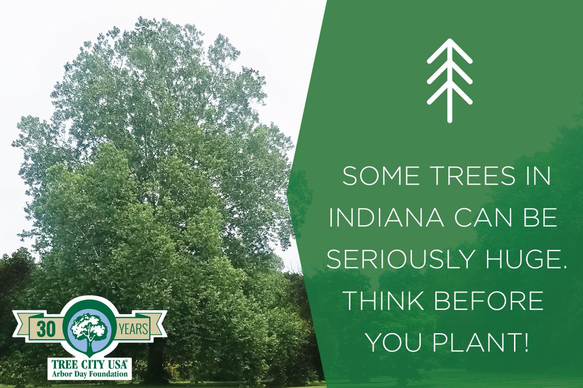 IndyDPW's tweet image. #DYK? Some species of trees native to Indiana can grow to be over 100 feet tall and live for more than 200 years. Plan carefully when planting near your home. #RightTreeRightPlace #BigCommitment #UrbanForestry #30YearsOfIndyTrees #TreeCityUSA #ArborDay