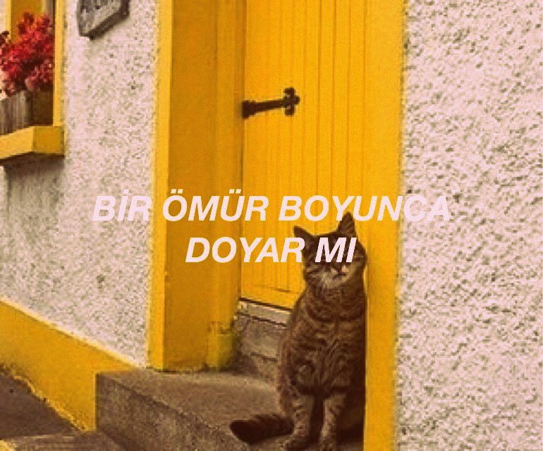 Feride Hilal Akın // Bilir Mi #alsel