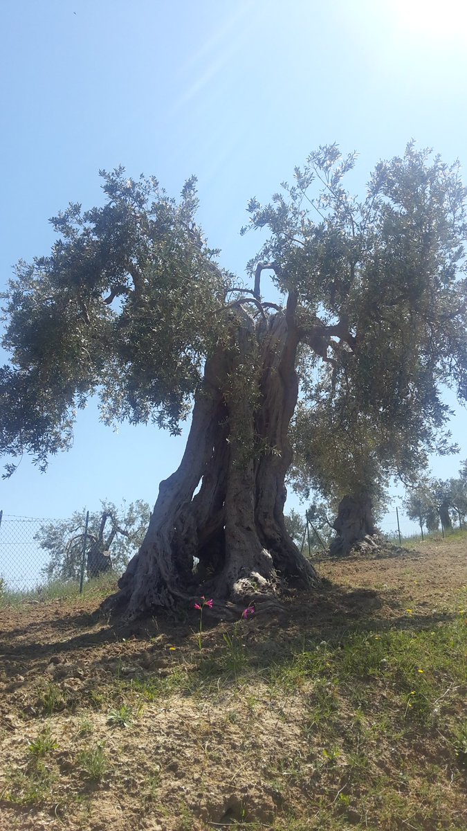 TDonnaviola's tweet photo. Se solo potessero parlare. #unlibro a #cieloaperto. L'#ulivo #secolare #dolcedirossano #coriglianorossano #olioextravergine #monocultivar https://t.co/ChoQfTYFy8