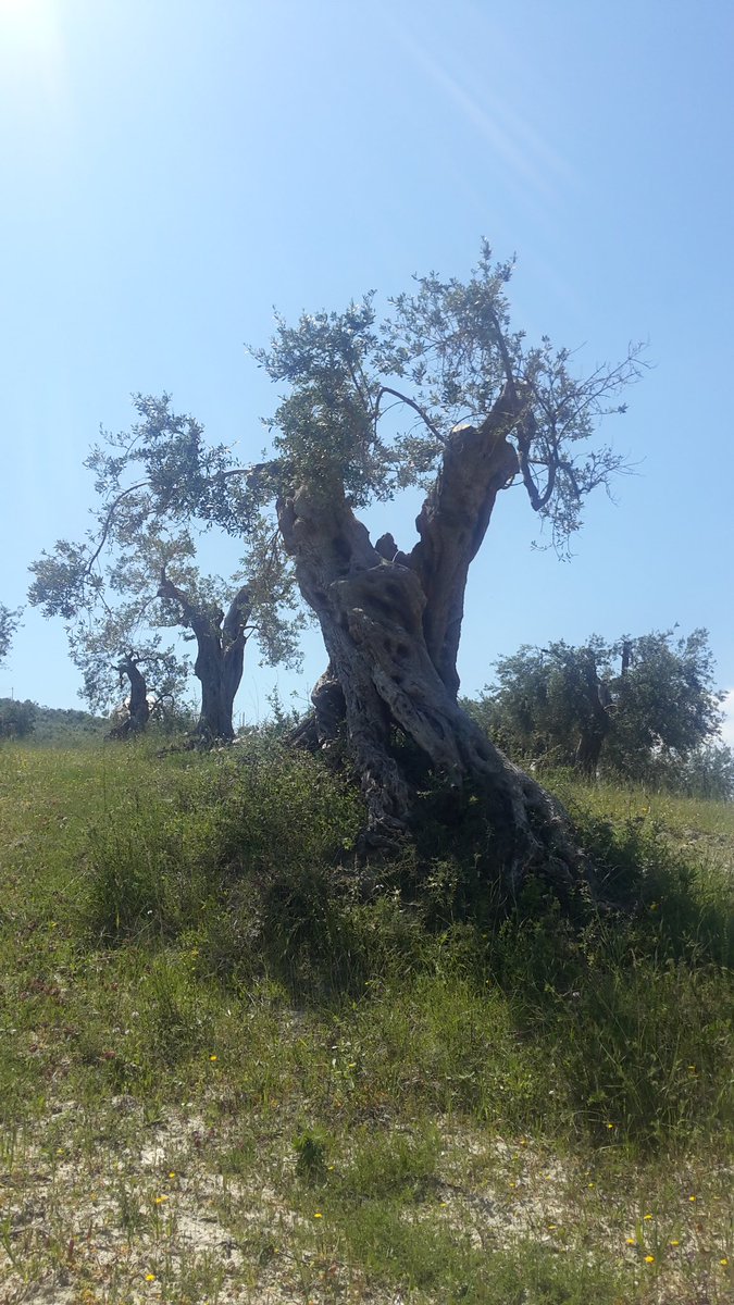 TDonnaviola's tweet photo. Se solo potessero parlare. #unlibro a #cieloaperto. L'#ulivo #secolare #dolcedirossano #coriglianorossano #olioextravergine #monocultivar https://t.co/ChoQfTYFy8