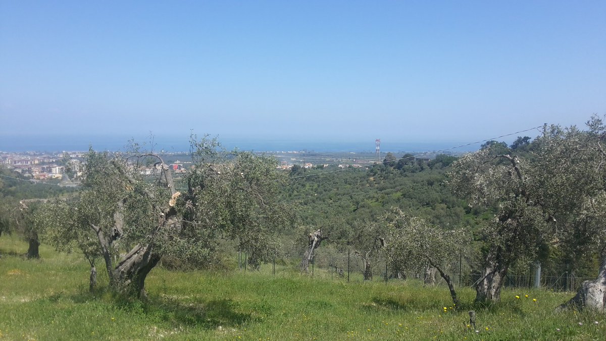 TDonnaviola's tweet photo. Se solo potessero parlare. #unlibro a #cieloaperto. L'#ulivo #secolare #dolcedirossano #coriglianorossano #olioextravergine #monocultivar https://t.co/ChoQfTYFy8
