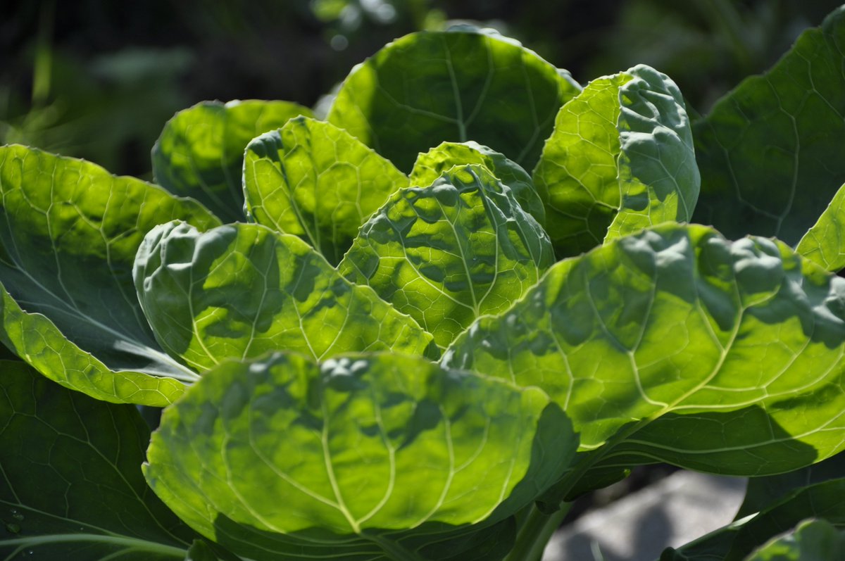 MilieuUtrecht's tweet photo. Handig! Een 'marktplaats' voor moestuinders #versuitdetuin https://t.co/dUA8PdBwOq In enkele gemeenten, zoals Utrecht, te gebruiken. Haal groente en fruit bij moestuinen in de buurt of deel je eigen oogst! https://t.co/rLAduVkp7q