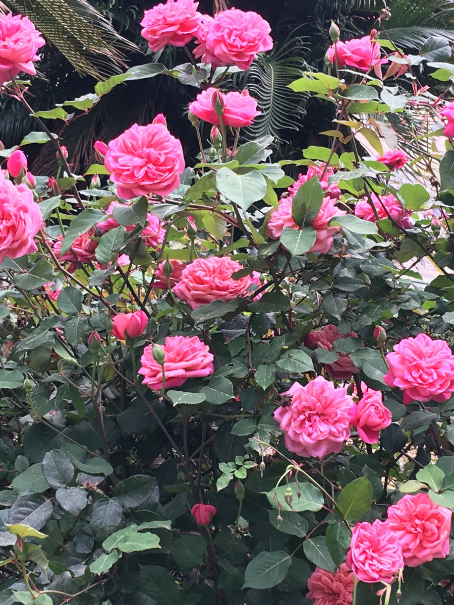 AnimalArtDolls's tweet photo. Montenegro, spring, roses #montenegro #travel #crnagora #spring #rose https://t.co/veQWBWd98g