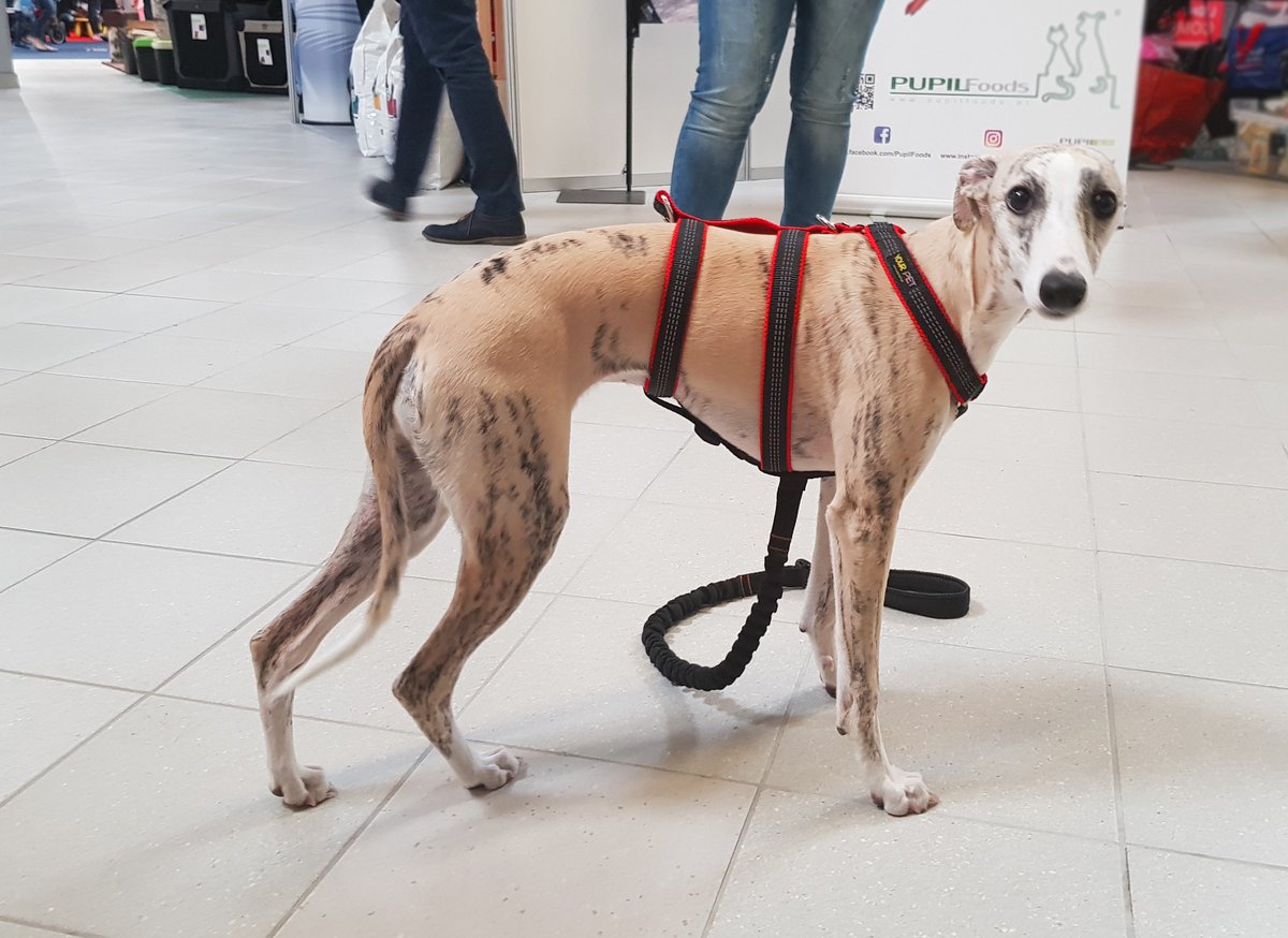 JoQu_PETs's tweet photo. Nowość!
Szelki #chart - Chart Reflex - Linia #YourPet dostępne na https://t.co/iQ9lPmnyQW #joqu od .24.04.18. Zapraszamy :)
#greyhounddog #szelkichart https://t.co/R7cFv1GJQY