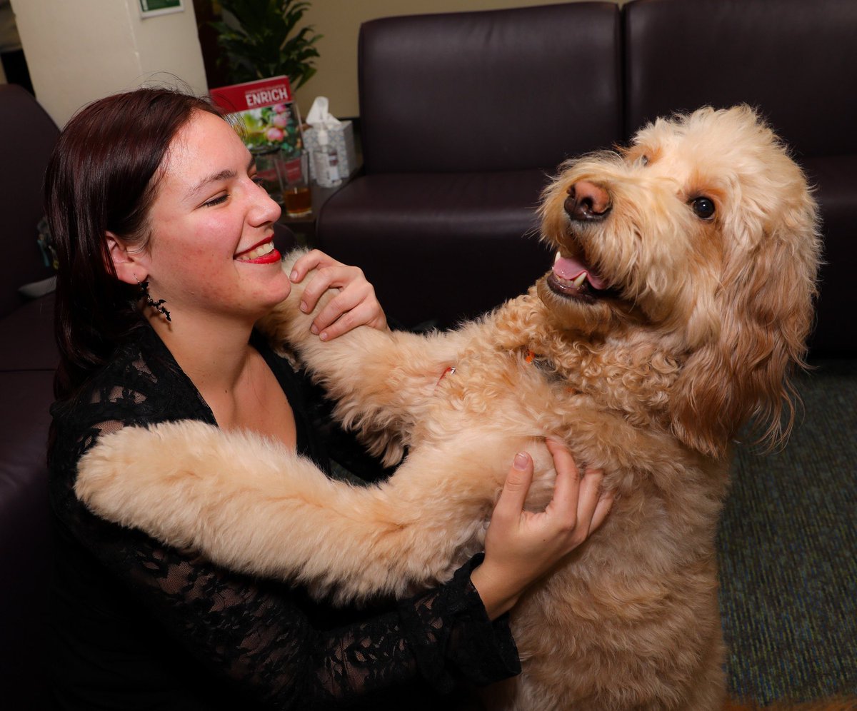 SantaFeCollege's tweet image. Do rainy days and Mondays get you down? We hope this virtual hug from Beau the Therapy Dog will cheer you up. Catch Beau (and Marco) Tuesdays at 2 pm in the Counseling Center for some puppy love. 😍