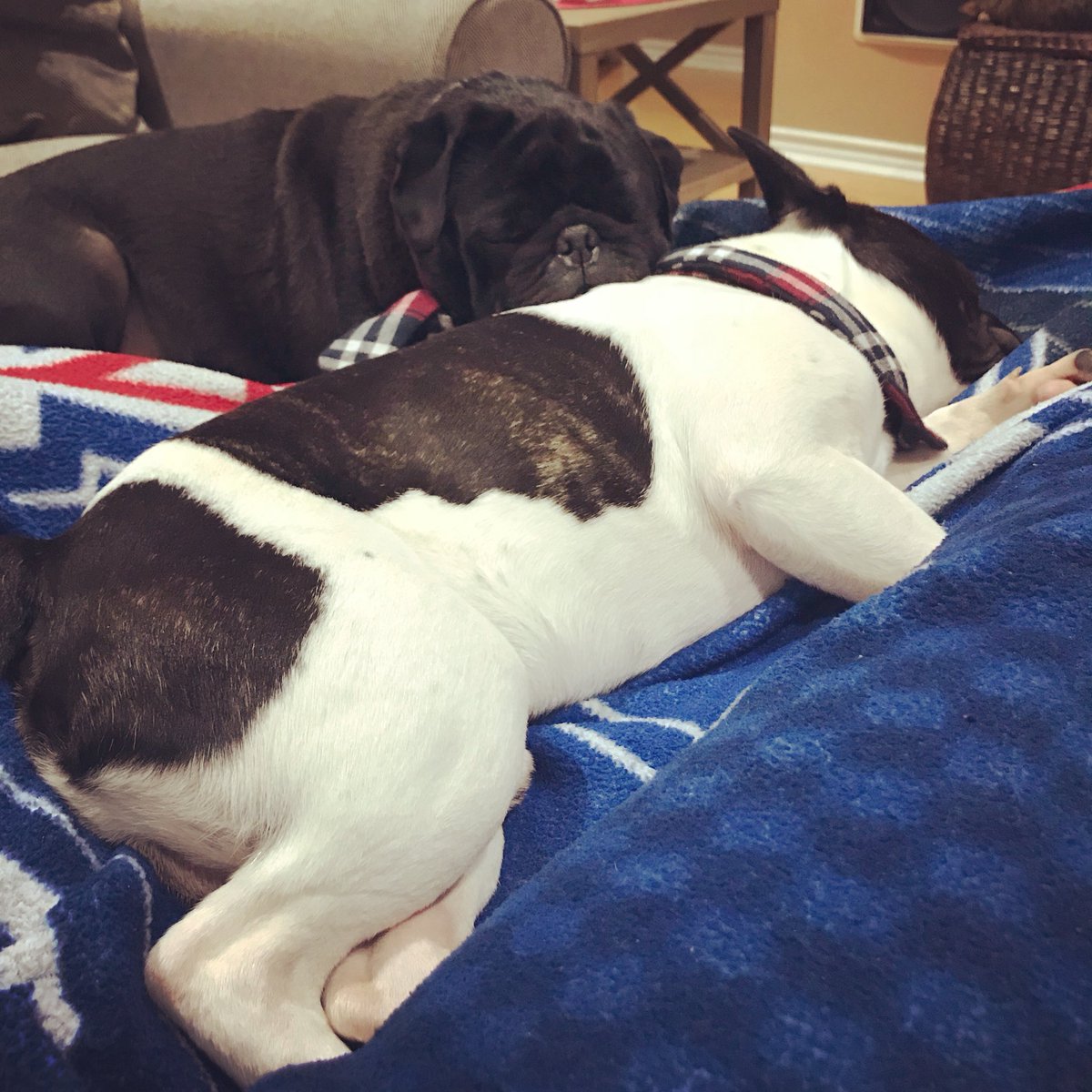 ThePawpurtyBros's tweet photo. Who made it Monday again?!? #mondaydogface #puglife #frenchbulldog #cuddles https://t.co/qJub5KEJ7i