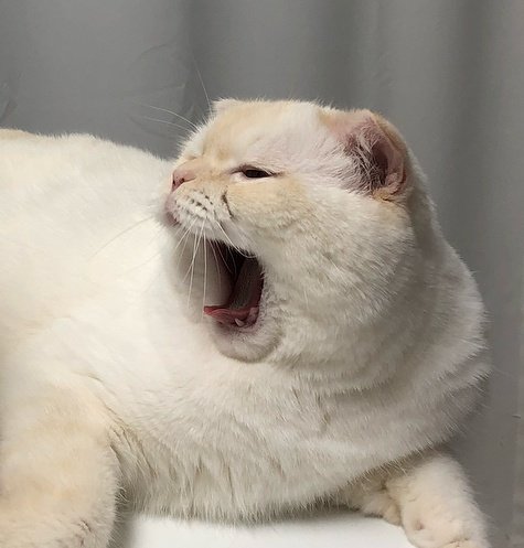 jaehyunxcat's tweet photo. #야옹재 https://t.co/axjuLmgeU7