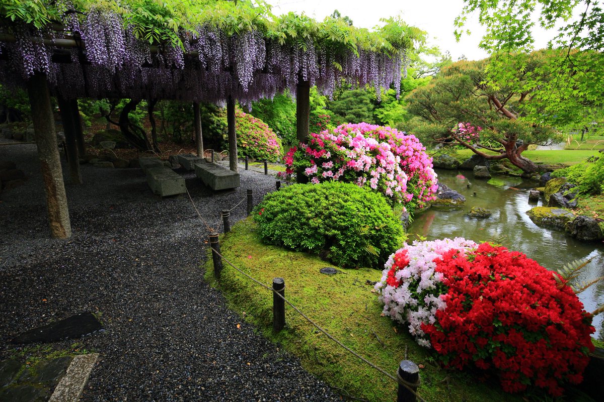 京都もよう Kyoto Moyou V Twitter 城南宮 藤とつつじ 優雅な庭園の絶品の春の彩り T Co Lwhs3tu4bs 過去写真 過去記事の紹介です 城南宮 つつじ ツツジ 躑躅 藤 ふじ フジ 藤の花 伏見 庭園 優雅 絶品 春 京都 Kyoto コラボ