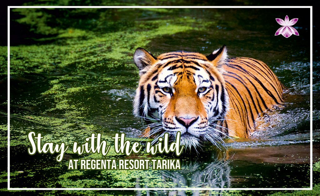 Stay at the serene foothills of Kumaon, a heavenly retreat.
#RegentaResortTarika #ResortsinJimCorbett #JimCorbett #ResortsJimCorbett #JimCorbettResorts #ResortsnearJimCorbettNationalPark #JimCorbettNationalPArk