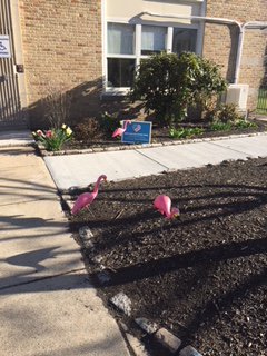 WinthropMPS's tweet photo. It looks like spring has finally sprung. The Winthrop got flocked! Welcome back students and teachers and thank you to the MEF for all your support for our schools! @MelroseEd https://t.co/hCYWqdWfXs