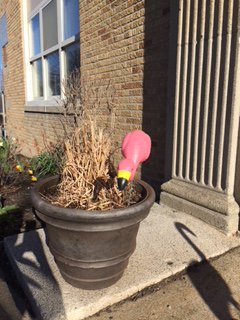 WinthropMPS's tweet photo. It looks like spring has finally sprung. The Winthrop got flocked! Welcome back students and teachers and thank you to the MEF for all your support for our schools! @MelroseEd https://t.co/hCYWqdWfXs