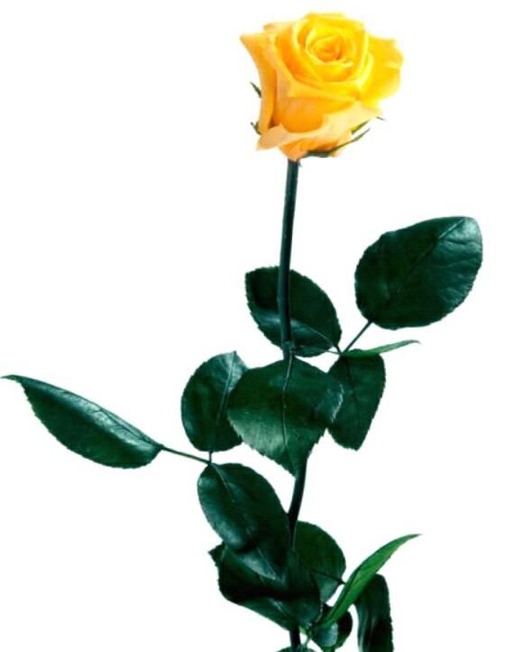 Bon Sant Jordi  TOT Sant Esteve de Roures i Rourencs de part de la <a href="/Regidoria1StER/">Regidoria Espectacles St. Esteve de Roures</a>