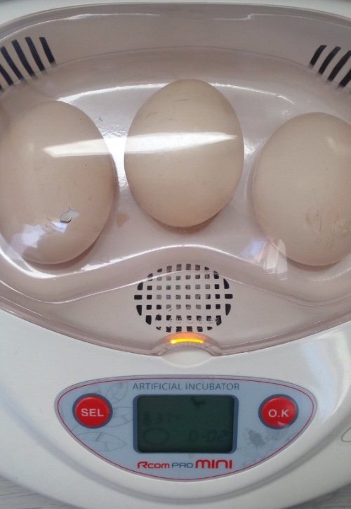 !BREAKING NEWS! - De eieren komen uit!mailchi.mp/50db5d52a84c/b…