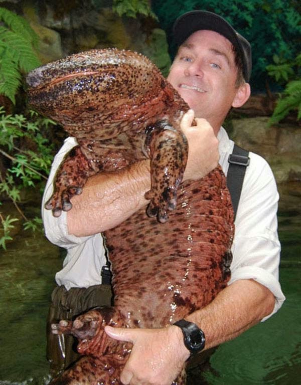 Mireu quina preciositat! En Wilson estava controlant els nivells de radiació de la bassa i ha trobat aquest petit capgròs! Que és bufó! Sembla que els aires de la central li van bé! Com que l'hem trobat el dia de Sant Jordi, l'hi posarem Dragonet! #SantJordi2018