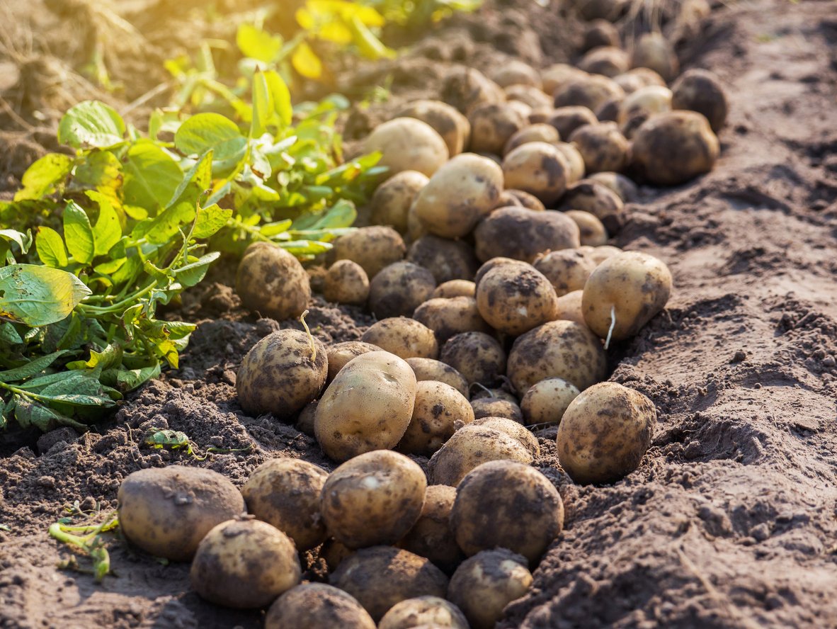 All hail the ‘tato! Want to find out more about the humble potato making a comeback? Click on the link below! 
freshdirect.co.uk/all-hail-the-t…