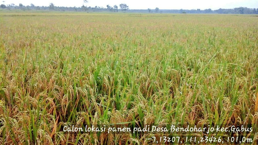 Inilah Gambar Tanaman Padi Siap Panen yang Banyak Dicari 