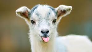 Chebsey_Farm's tweet photo. My business is a small local farm specialising in selling and breeding rare breed animals https://t.co/PVZyVX2rpV